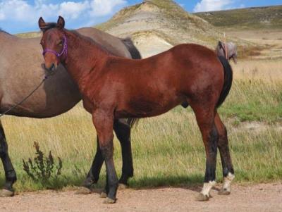 Carnelian Topsail JW <BR> AQHA 6253097